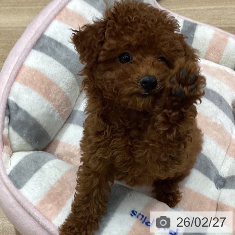 東京都のトイプードル(トイ) (ペットプラス MARK IS 葛飾かなまち店/2025年12月5日生まれ/女の子/レッド)の子犬の3枚目の画像