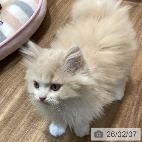 鳥取県のラガマフィン (ペッツワン 日吉津店/2025年11月21日生まれ/男の子/クリームタビーホワイト)の子猫の4枚目の画像