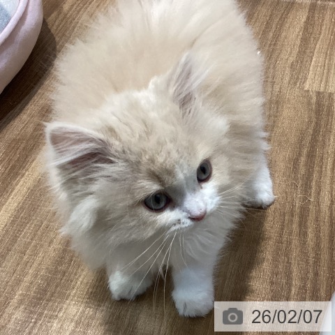 鳥取県のラガマフィン (ペッツワン 日吉津店/2025年11月21日生まれ/男の子/クリームタビーホワイト)の子猫の3枚目の画像