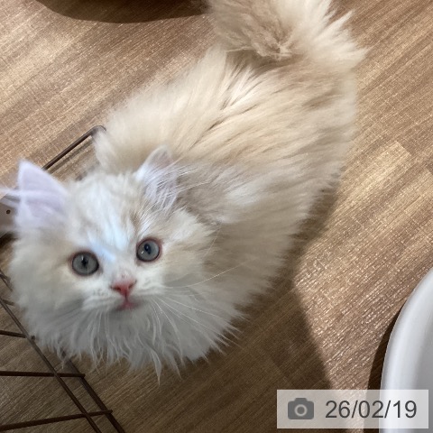 鳥取県のラガマフィン (ペッツワン 日吉津店/2025年11月21日生まれ/男の子/クリームタビーホワイト)の子猫の3枚目の画像