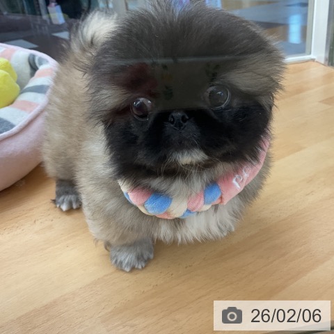 ペキニーズの写真