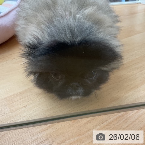 ペキニーズの写真