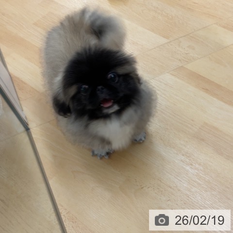 埼玉県のペキニーズ (ペットプラス 浦和美園店/2025年11月27日生まれ/女の子/フォーンホワイト)の子犬の3枚目の画像