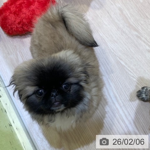 ペキニーズの写真