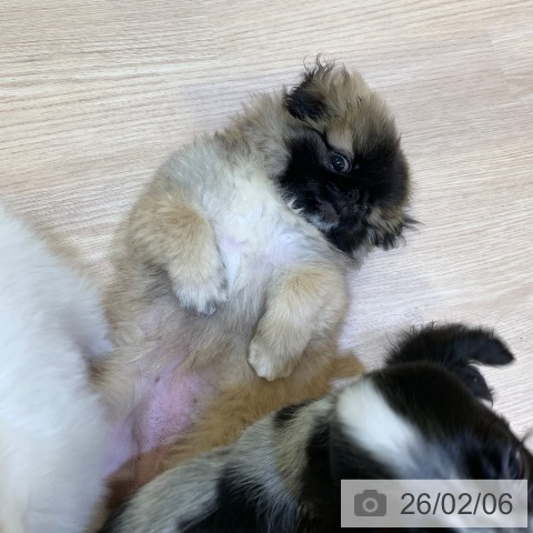 ペキニーズの写真