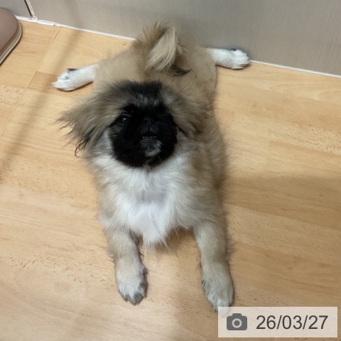 千葉県のペキニーズ (ペットプラス 成田店/2025年11月27日生まれ/女の子/フォーンホワイト)の子犬の3枚目の画像