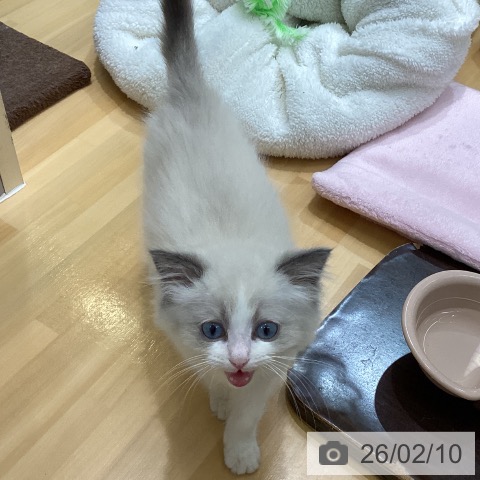 香川県のラグドール (ペットプラス 綾川店/2025年12月3日生まれ/男の子/ブルーポイントバイカラー)の子猫の4枚目の画像