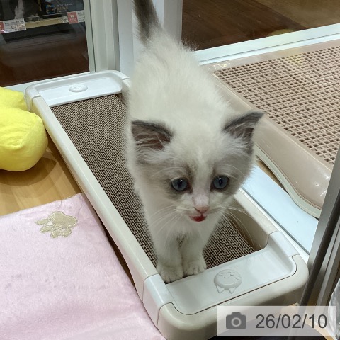 香川県のラグドール (ペットプラス 綾川店/2025年12月3日生まれ/男の子/ブルーポイントバイカラー)の子猫の3枚目の画像