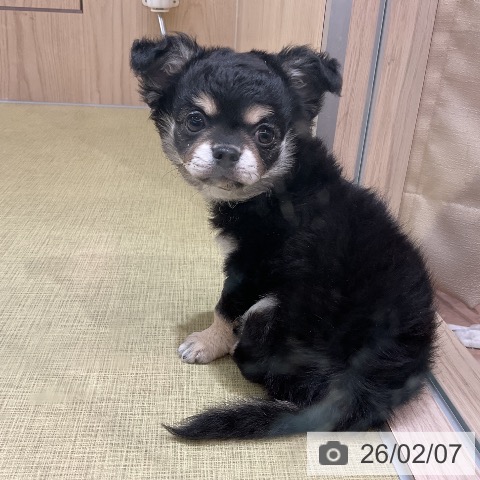 福島県のチワワ(ロング) (ペットプラス イオンタウン郡山店/2025年12月5日生まれ/女の子/ブラックタンホワイト)の子犬の3枚目の画像