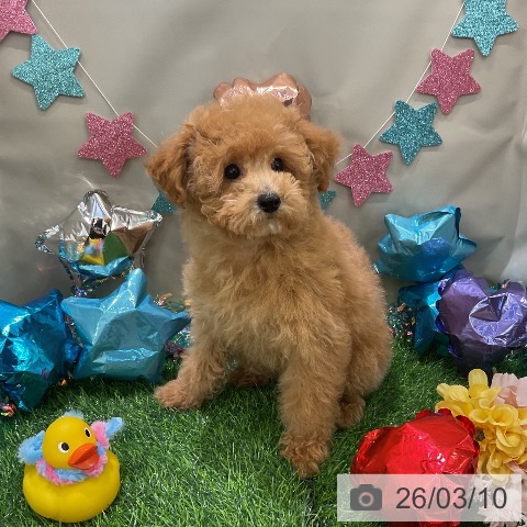 千葉県のトイプードル(トイ) (ペットプラス コトエ流山おおたかの森店/2025年12月5日生まれ/男の子/アプリコット)の子犬の3枚目の画像