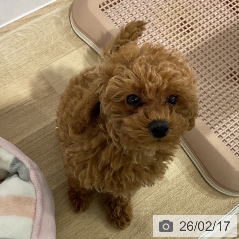 長野県のトイプードル(トイ) (ペットプラス 長野店/2025年12月5日生まれ/女の子/アプリコット)の子犬の3枚目の画像