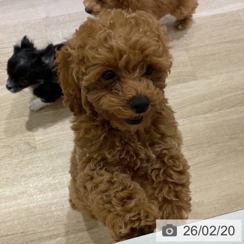 長野県のトイプードル(トイ) (ペットプラス 長野店/2025年12月5日生まれ/女の子/アプリコット)の子犬の3枚目の画像