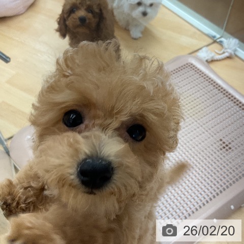 トイ・プードルの写真