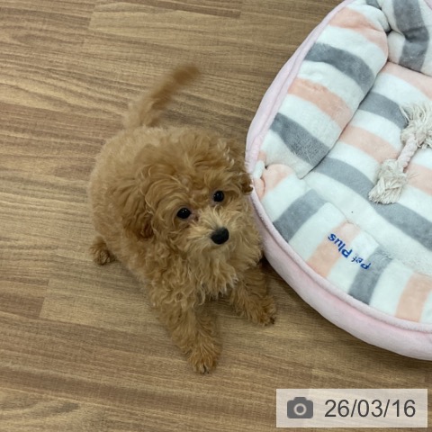 トイ・プードルの写真