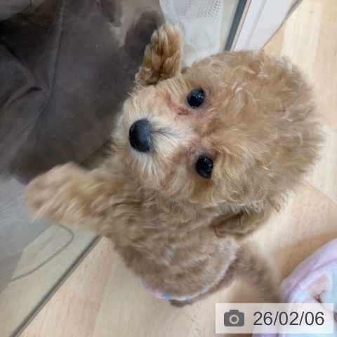 トイ・プードルの写真