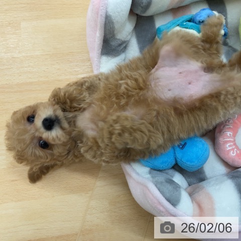 トイ・プードルの写真