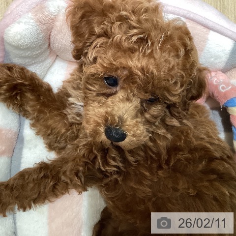 宮城県のトイプードル(トイ) (ペットプラス 仙台泉大沢店/2025年12月5日生まれ/女の子/レッド)の子犬の4枚目の画像