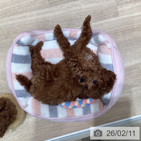 宮城県のトイプードル(トイ) (ペットプラス 仙台泉大沢店/2025年12月5日生まれ/女の子/レッド)の子犬の3枚目の画像