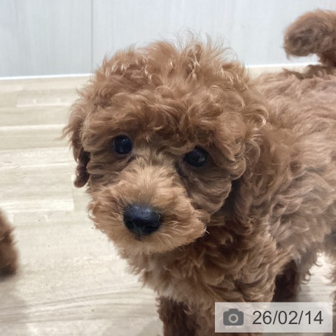 宮城県のトイプードル(トイ) (ペットプラス 仙台泉大沢店/2025年12月5日生まれ/女の子/レッド)の子犬の4枚目の画像