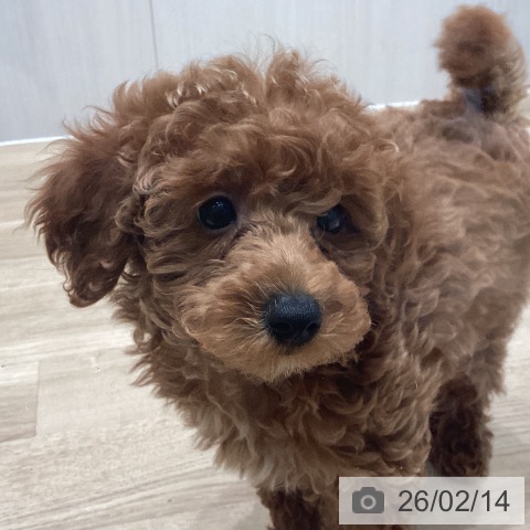 宮城県のトイプードル(トイ) (ペットプラス 仙台泉大沢店/2025年12月5日生まれ/女の子/レッド)の子犬の3枚目の画像