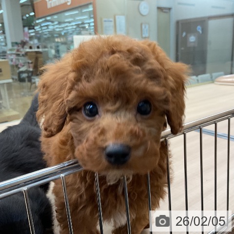 トイ・プードルの写真