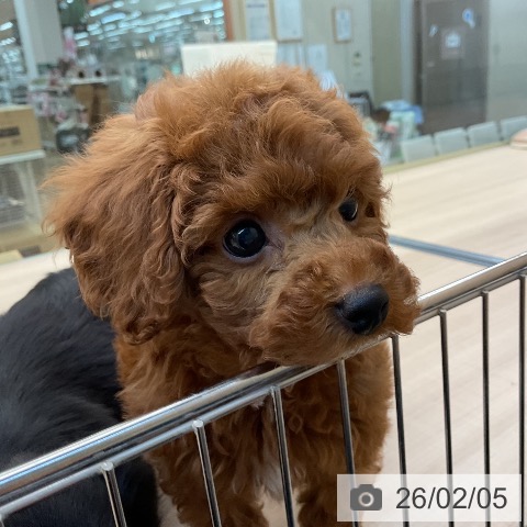 トイ・プードルの写真