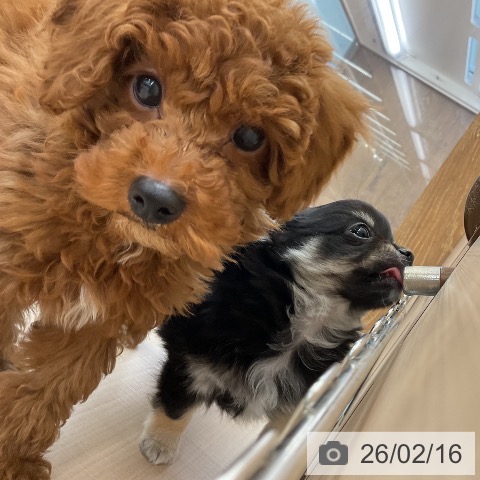 東京都のトイプードル(トイ) (ペッツワン 南砂町SUNAMO店/2025年12月5日生まれ/男の子/レッド)の子犬の4枚目の画像