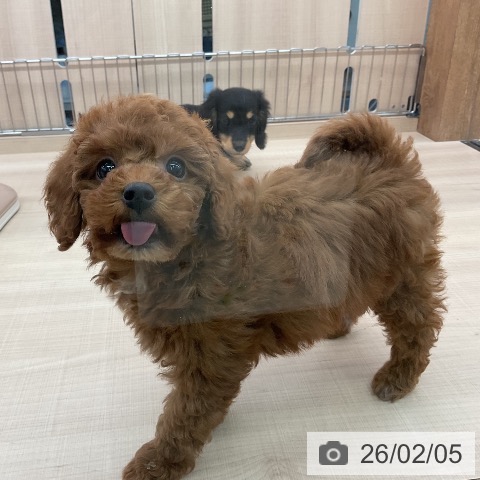 トイ・プードルの写真