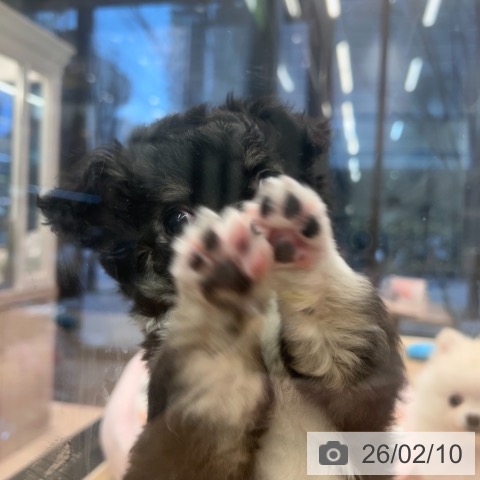 神奈川県のチワワ(ロング) (ペットプラス 武蔵小杉店/2025年12月5日生まれ/女の子/ブラックタンホワイト)の子犬の4枚目の画像