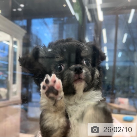 神奈川県のチワワ(ロング) (ペットプラス 武蔵小杉店/2025年12月5日生まれ/女の子/ブラックタンホワイト)の子犬の3枚目の画像