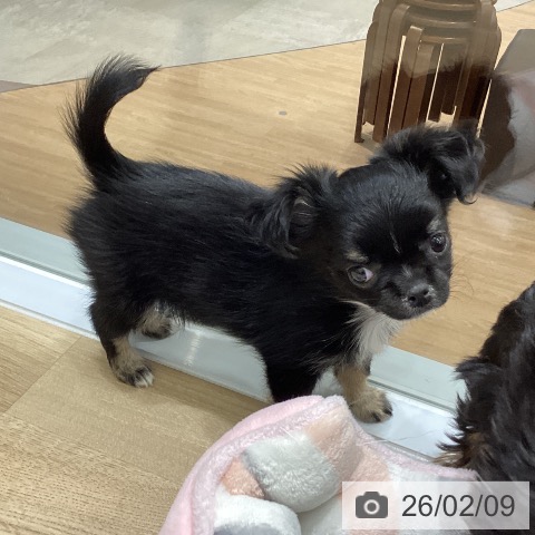 岩手県のチワワ(ロング) (ペットプラス 盛岡南店/2025年12月5日生まれ/女の子/ブラックタンホワイト)の子犬の3枚目の画像