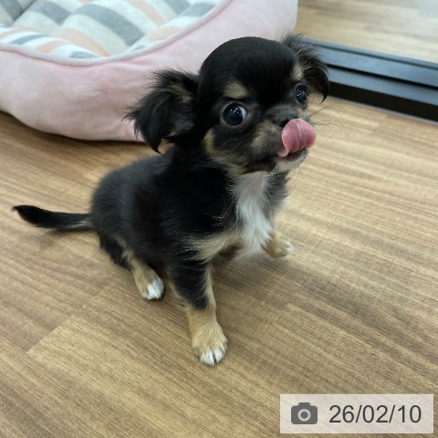 茨城県のチワワ(ロング) (ペッツワン つくば店/2025年12月6日生まれ/女の子/ブラックタンホワイト)の子犬の4枚目の画像