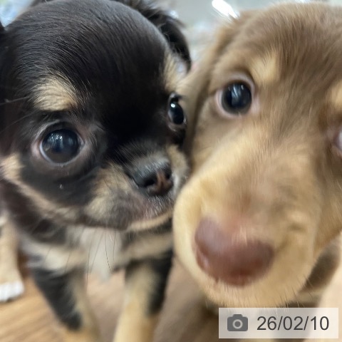 茨城県のチワワ(ロング) (ペッツワン つくば店/2025年12月6日生まれ/女の子/ブラックタンホワイト)の子犬の3枚目の画像