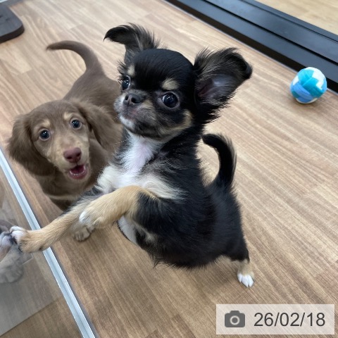 茨城県のチワワ(ロング) (ペッツワン つくば店/2025年12月6日生まれ/女の子/ブラックタンホワイト)の子犬の4枚目の画像