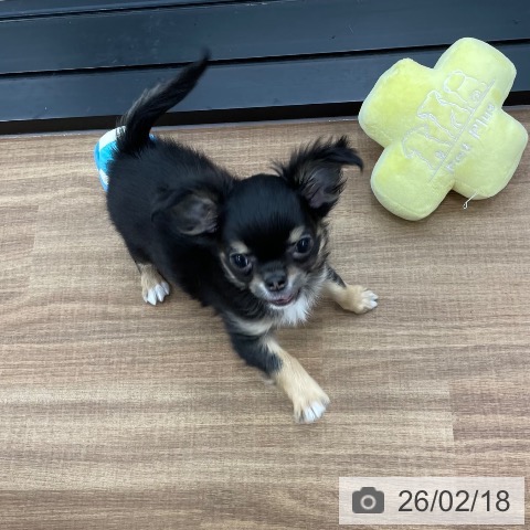 茨城県のチワワ(ロング) (ペッツワン つくば店/2025年12月6日生まれ/女の子/ブラックタンホワイト)の子犬の3枚目の画像