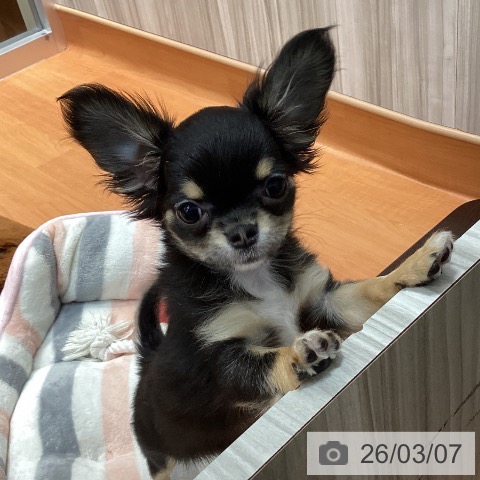 千葉県のチワワ(ロング) (ペットプラス 柏店/2025年12月6日生まれ/女の子/ブラックタンホワイト)の子犬の4枚目の画像