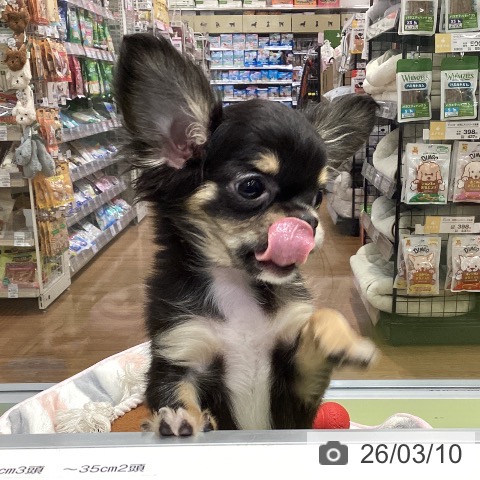 千葉県のチワワ(ロング) (ペットプラス 柏店/2025年12月6日生まれ/女の子/ブラックタンホワイト)の子犬の4枚目の画像