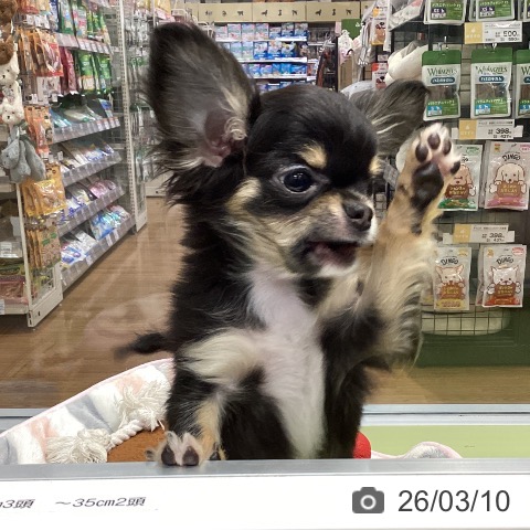 千葉県のチワワ(ロング) (ペットプラス 柏店/2025年12月6日生まれ/女の子/ブラックタンホワイト)の子犬の3枚目の画像