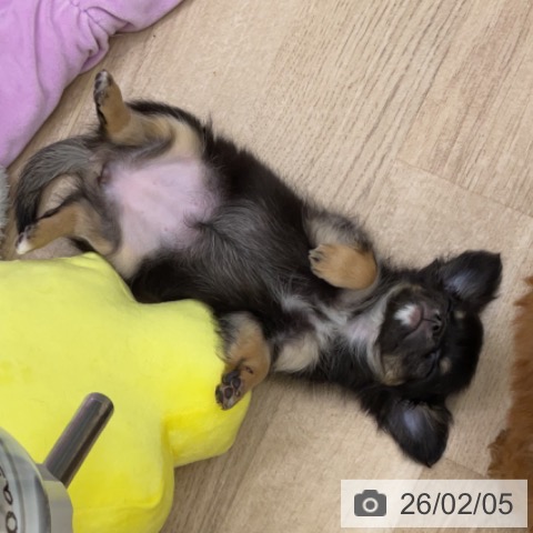 福島県のチワワ(ロング) (ペットプラス 福島店/2025年12月6日生まれ/女の子/ブラックタンホワイト)の子犬の4枚目の画像