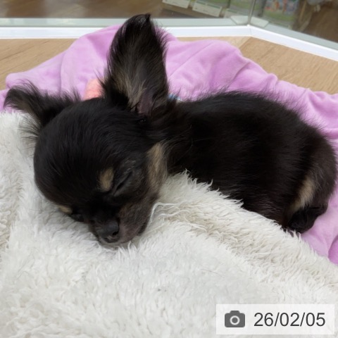 福島県のチワワ(ロング) (ペットプラス 福島店/2025年12月6日生まれ/女の子/ブラックタンホワイト)の子犬の3枚目の画像