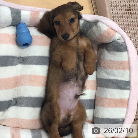 ミニチュア・ダックスフンドの写真