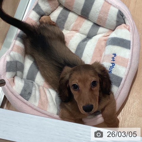 神奈川県のミニチュアダックスフンド(ロング) (ペットプラス 海老名店/2025年12月5日生まれ/男の子/シェーデットレッド)の子犬の3枚目の画像