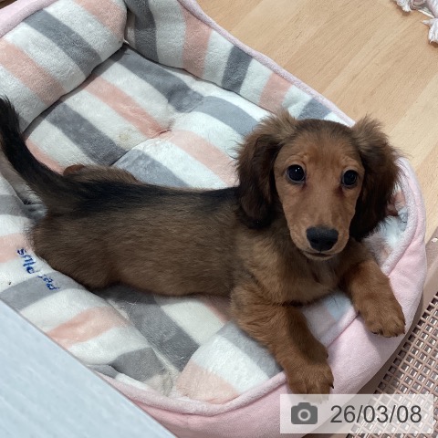 神奈川県のミニチュアダックスフンド(ロング) (ペットプラス 相模原並木店/2025年12月5日生まれ/男の子/シェーデットレッド)の子犬の4枚目の画像