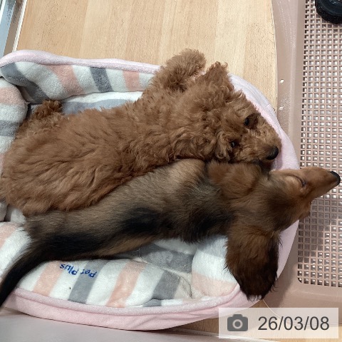 神奈川県のミニチュアダックスフンド(ロング) (ペットプラス 相模原並木店/2025年12月5日生まれ/男の子/シェーデットレッド)の子犬の3枚目の画像