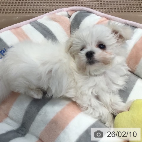 マルチーズの写真