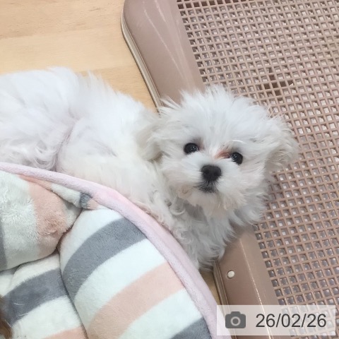 神奈川県のマルチーズ (ペットプラス 海老名店/2025年12月5日生まれ/女の子/ホワイト)の子犬の3枚目の画像