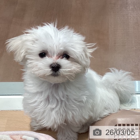 神奈川県のマルチーズ (ペットプラス 海老名店/2025年12月5日生まれ/女の子/ホワイト)の子犬の3枚目の画像