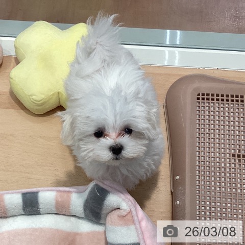 マルチーズの写真