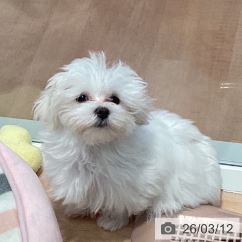 マルチーズの写真