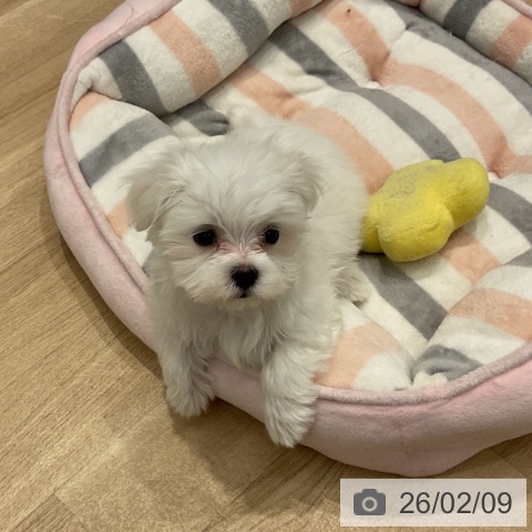 群馬県のマルチーズ (ペットプラス イオンモール太田店/2025年12月5日生まれ/女の子/ホワイト)の子犬の4枚目の画像